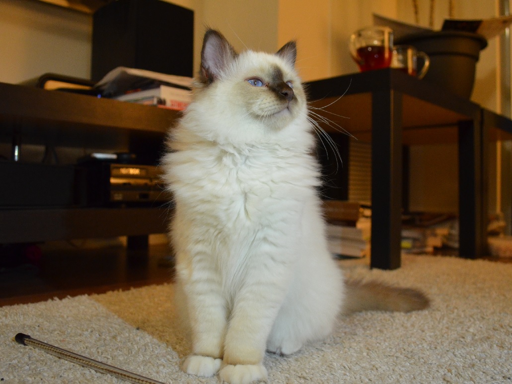 Sacred Birman kitten, chocolate point
